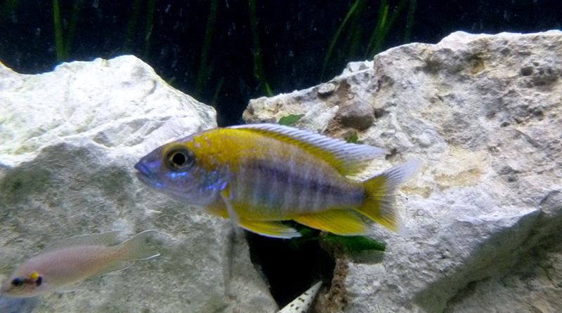 AULONOCARA BAENSCHI BENGA NKHOMO REEF