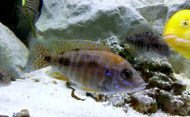 AULONOCARA JACOBFREIBERGI OTTER POINT