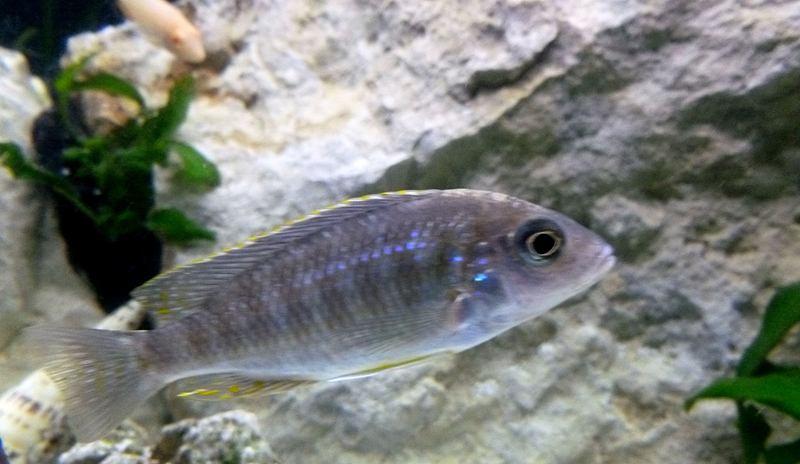 AULONOCARA MAYLANDI