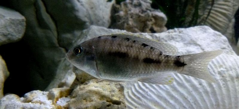 AULONOCARA NEW