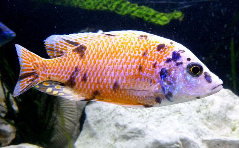 AULONOCARA CALICO OB