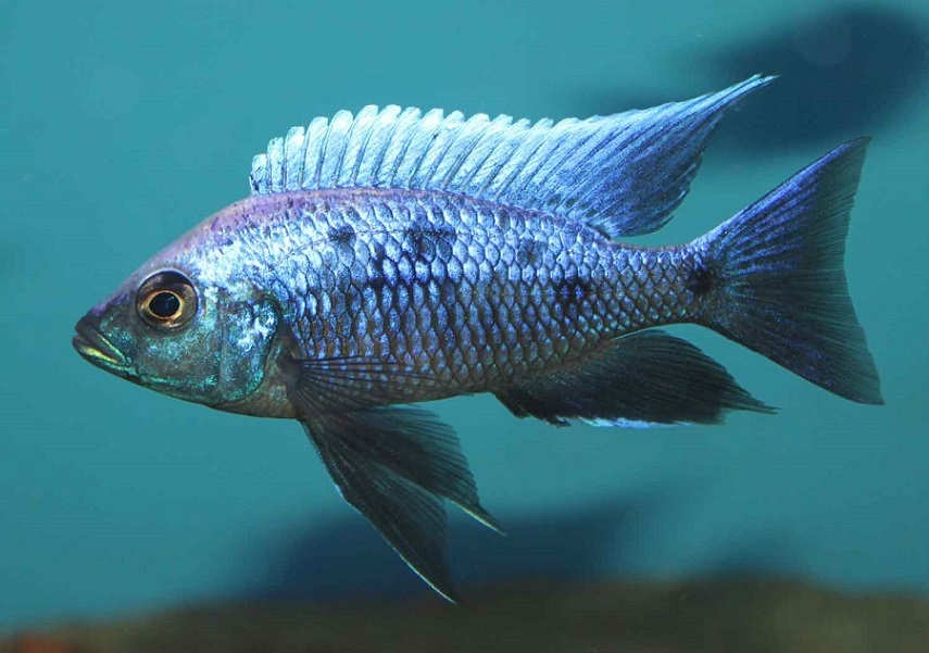 Copadichromis trewavasae lupingo.jpg
