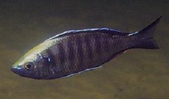 Copadichromis Mloto (Otter Pt.)-001.jpeg
