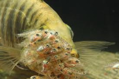 samica Copadichromis parvus wraz z narybkiem.jpeg