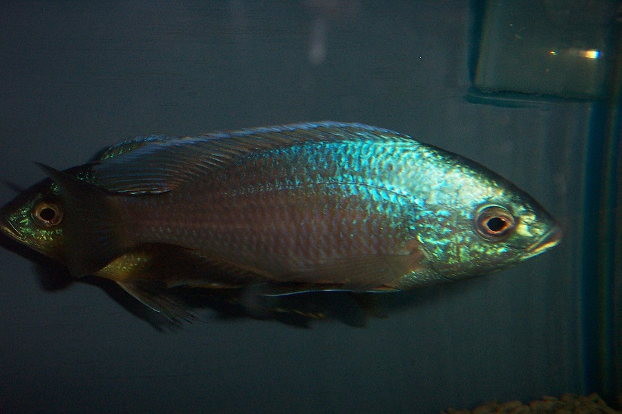 Copadichromis pleurostigma.jpg