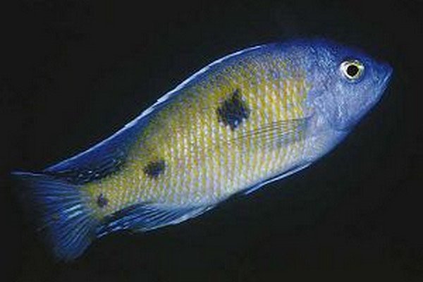 Samiec Copadichromis trimaculatus (Gome)