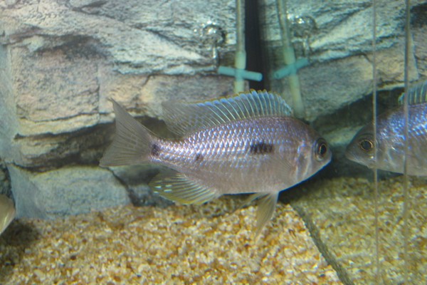 Copadichromis-trimaculatus-Gome-Female.jpg