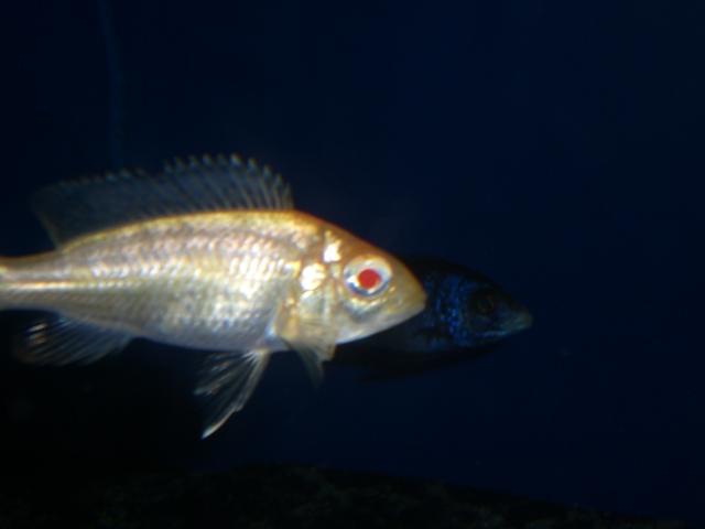 samica copadichromis-trewavasae-likoma-albino.jpg