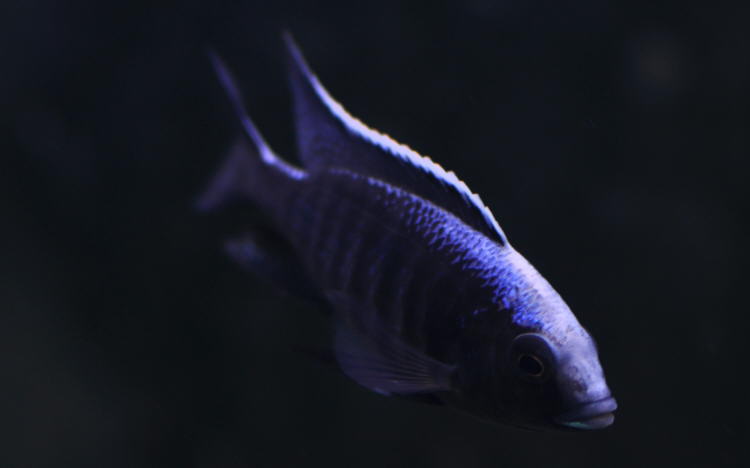 Copadichromis_trewavasae_Chizumulu.jpg