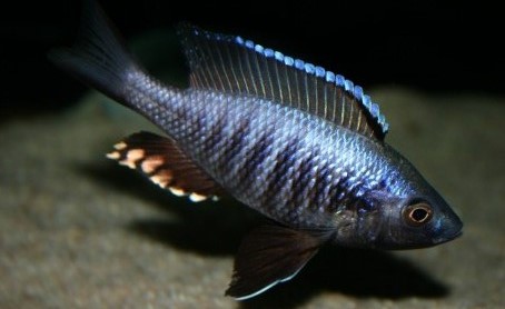 Samiec Copadichromis sp. yellow jumbo.jpg