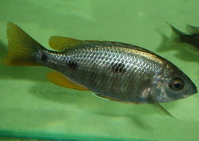 Copadichromis sp yellow jumbo Chiofu8.jpg