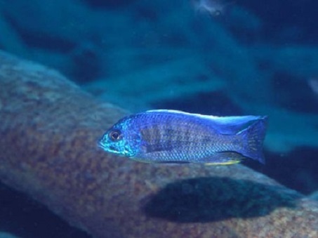 Copadichromis verduyni(Narangu).jpg