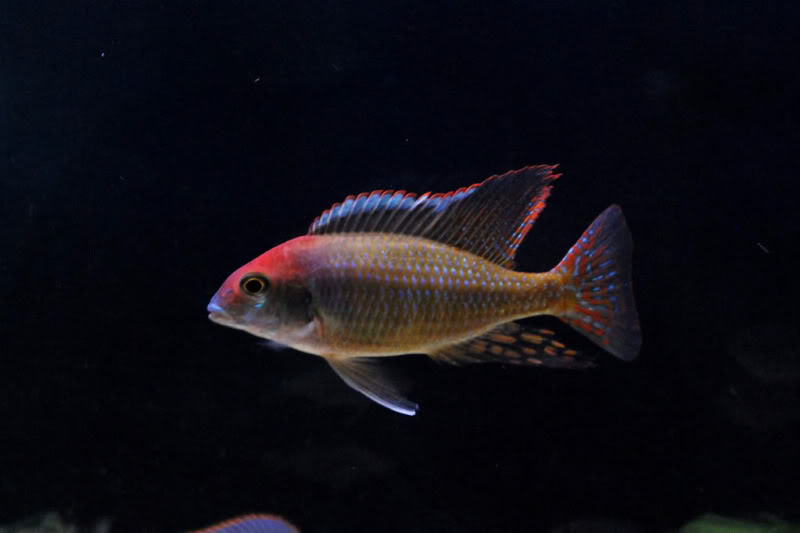 Lethrinops lethrinus-redcap.jpg