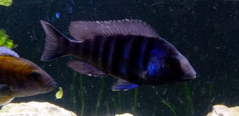 Placidochromis phenochilus Tanzania Lupingu