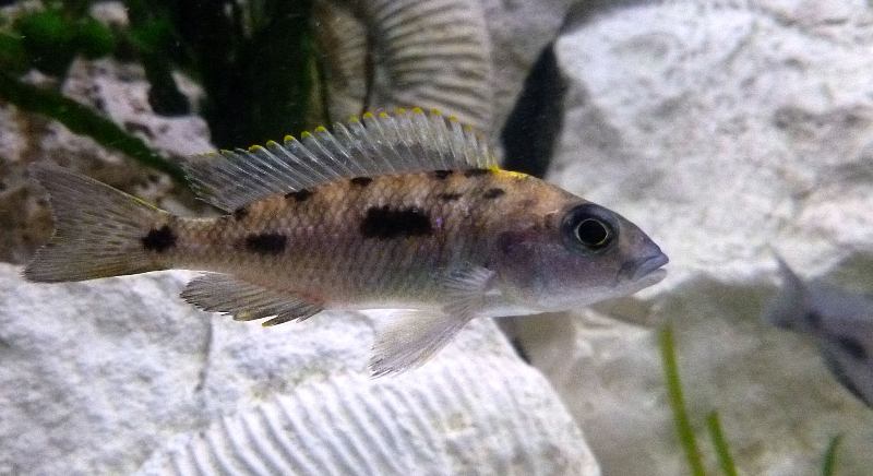 Otopharynx Lithobates Zimb. Rock