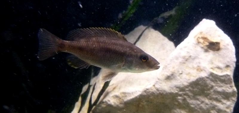 Dimidiochromis Strigatus