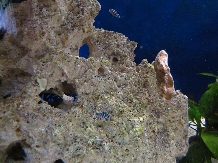 IMG_1685.JPG