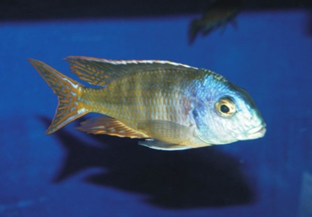 lethrinops-marginatus-red-flush.jpg