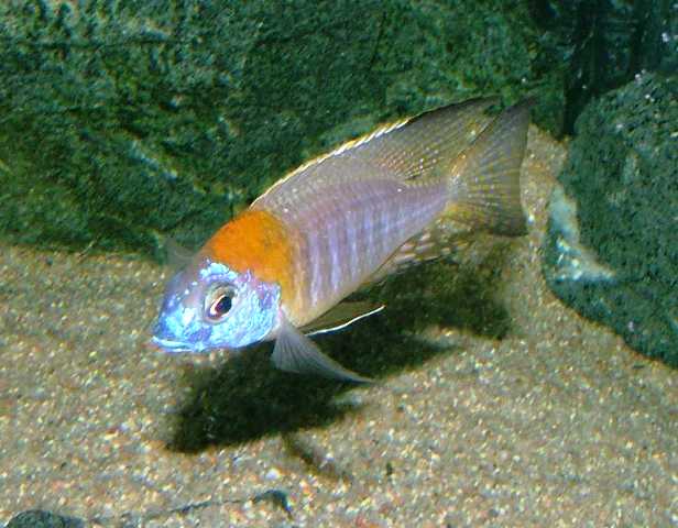 lethrinops-deep-orange-nkhata-bay.jpg