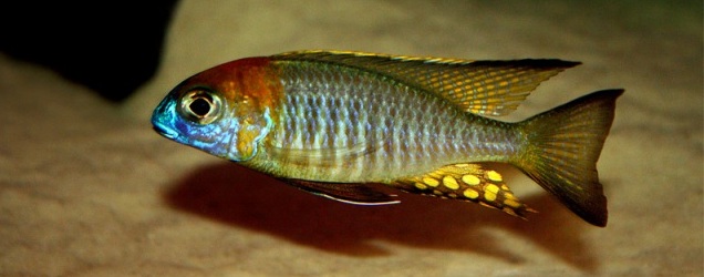 lethrinops-yellow-collar-masimbwe.JPG