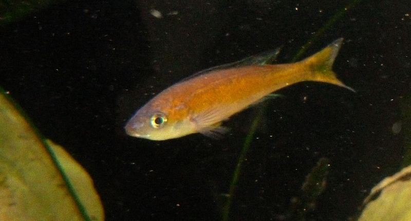 CYPRICHROMIS MICROLEPIDOTUS KASAI