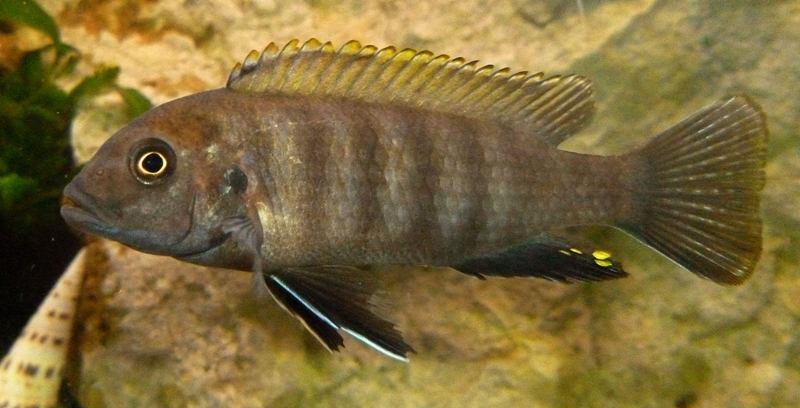 pseudotropheus flavus