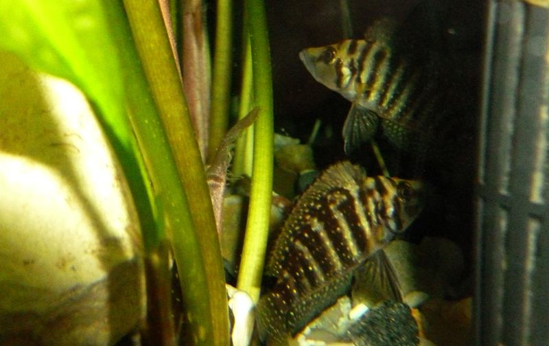 Altolamprologus Compressiceps Gold -dowiem się czy parka za dwa lata .