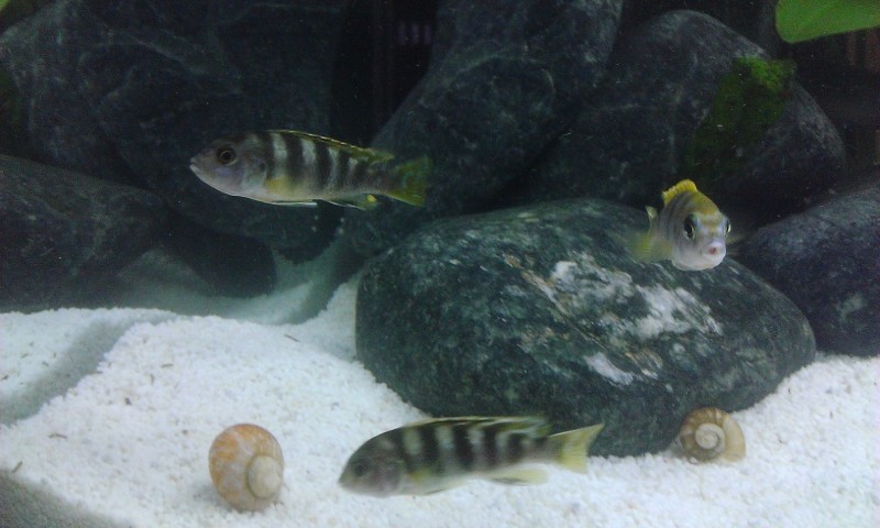Labidochromis perlmutt F1