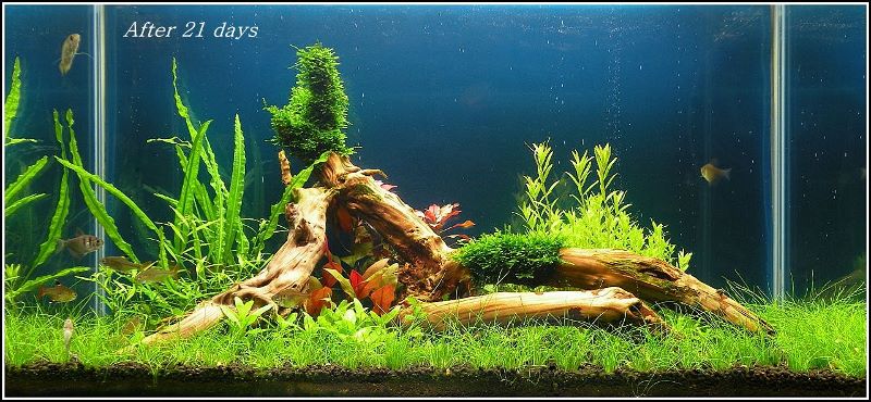 DSCN3675 (1280x592) (800x370).jpg