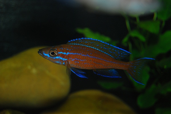 tiere-20090717160947.jpg
