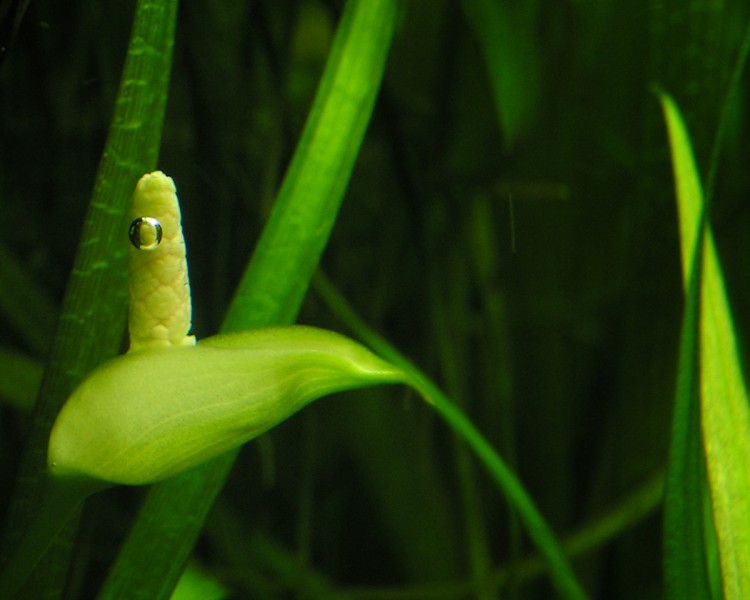 anubias.jpg