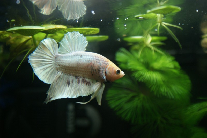 zwierzeta-betta.jpg