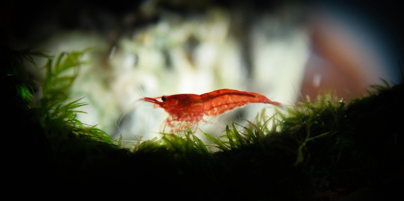 Krewetka_redCherry.jpg