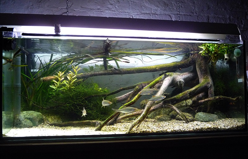 P1040506-crop.JPG