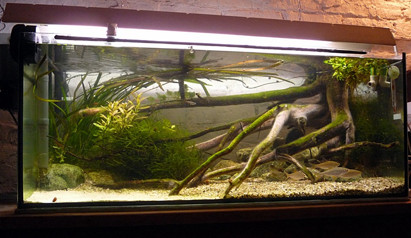 P1040520-crop.JPG