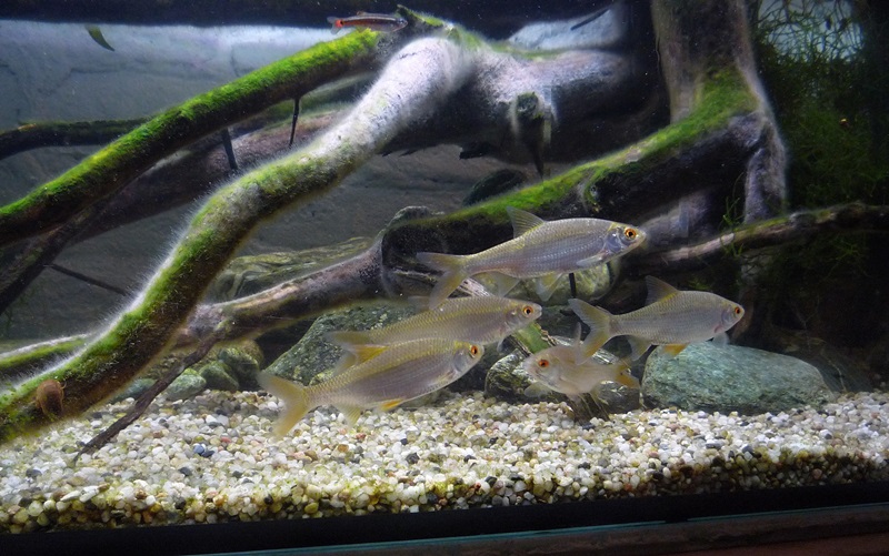 P1040525-crop.JPG