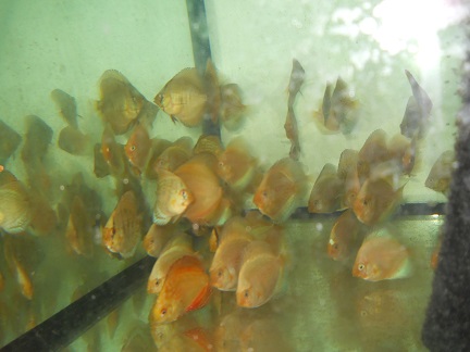 DSCN5300.JPG