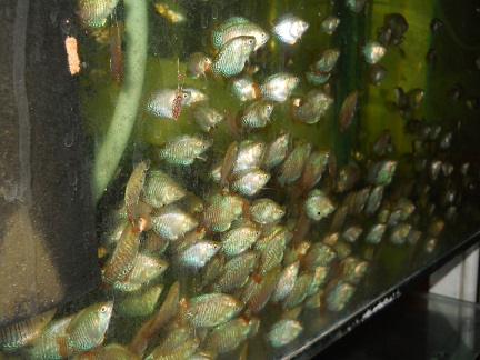 DSCN5321.JPG