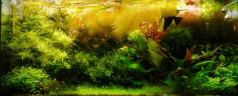 P1040590-crop.JPG