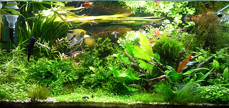 P1040599-crop.JPG