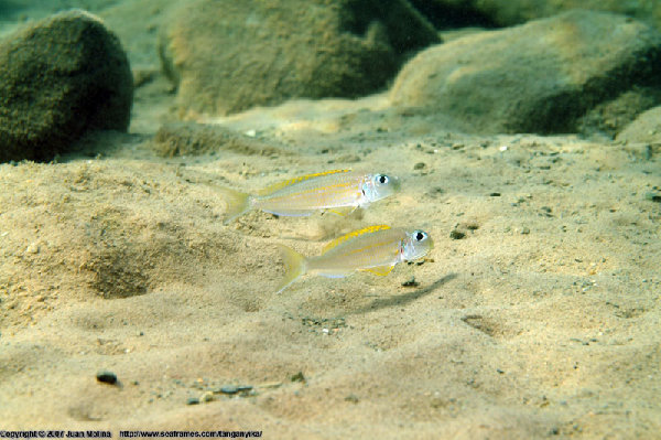 Xenotilapia flavipinnis, źródło : http://www.cichlidae.com