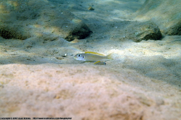 Xenotilapia flavipinnis, źródło : http://www.cichlidae.com