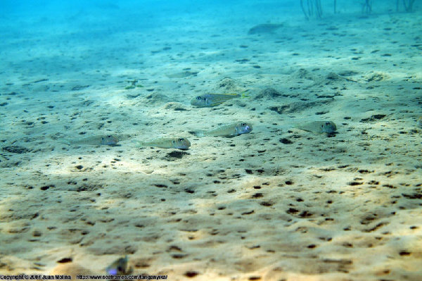 Xenotilapia ochrogenys Kabogo, Tanzania, źródło : http://www.cichlidae.com