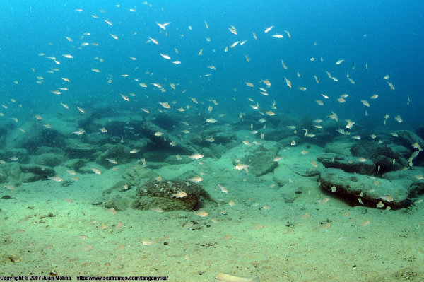 Xenotilapia spiloptera, źródło : http://www.cichlidae.com