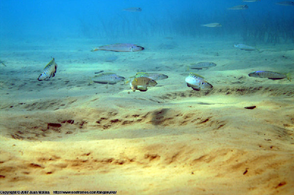 Enantiopus melanogenys at Cape Kabogo, Tanzania, źródło : http://www.cichlidae.com