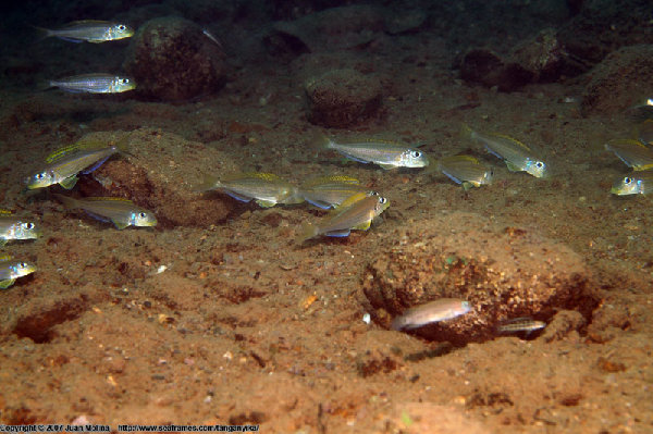 Xenotilapia flavipinis, źródło : http://www.cichlidae.com