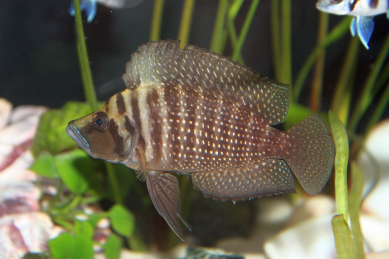 Altolamprologus compressiceps