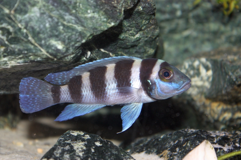 Neolamprologus tretocephalus