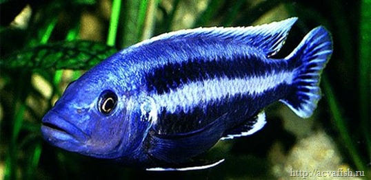 Melanochromis_chipokae_thumb.jpg