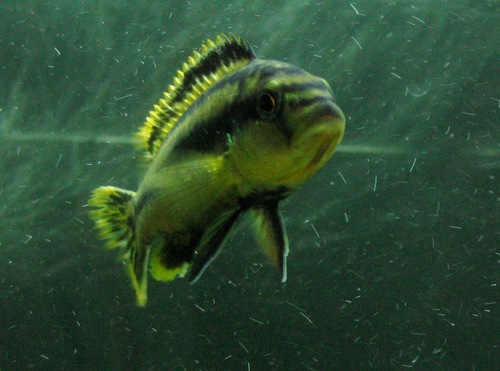 Melanochromis Chipokae samica.jpg